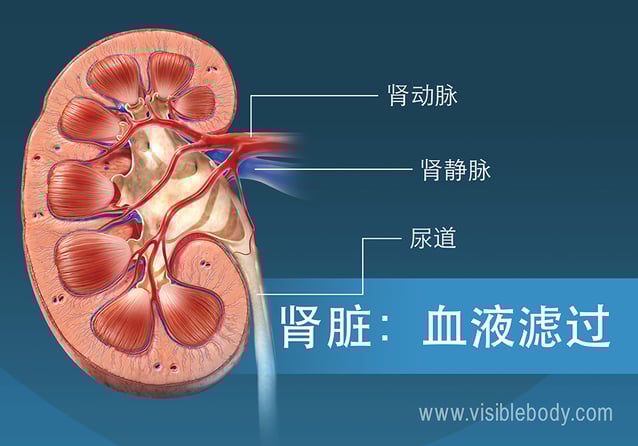 肾脏中的血液过滤